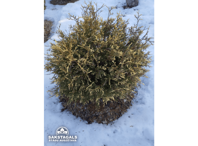 Thuja occidentalis   'Meineke's Zwerg'